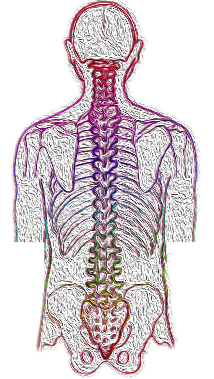 spine, backache, spinal-4052599.jpg